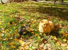 Cat and kitten / ***