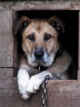 He lived - was a dog / ***