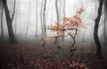 Autumn Romance ... / ***