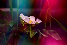 ... and wild rose bloomed ... / ***