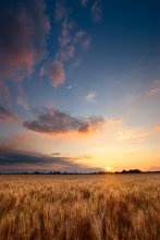 Field / ******
