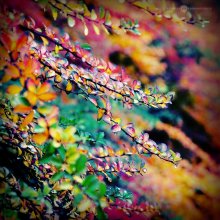 colors of autumn / ***