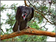 Black Crow ... ich bin nicht dein! ... / ***