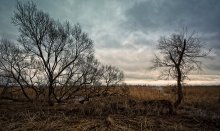 landscape in the bush / poka bez snega