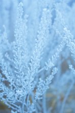 Blue - blue frosting .... / ---
