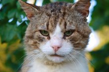 Katze / ***