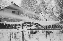 Native Yard / .................