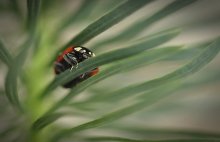 Ladybird / ---------