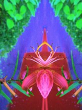 die andere Seite der Blume / ***