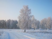 Birch is a snow-covered roads / ***