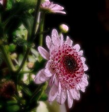 All the light reaches ... / ...