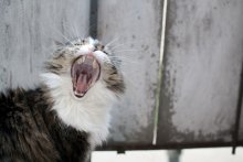 Little Tiger / ***
