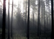 morning in the woods / ***