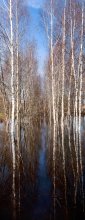 Belarusian birches. / ***