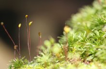 Moss / ***
