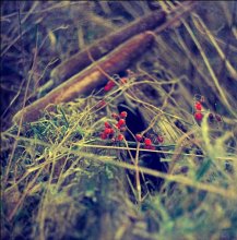 Winter berry / ***