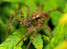 Spider - the wolf Acantholycosa lignaria / ***