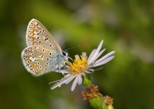 Copper-butterfly / ***