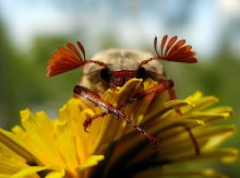 Hello, earthlings! / ***