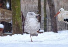 Cold - oh - oh - oh - oh - oh! / ***