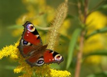 Was ist ein Pfau mavlin! Siehst du nicht? Wir essen! / ***