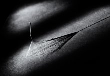 Dance with the shadow ... / ***