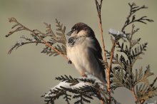 ...ordinary bird / ***