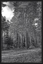 In the autumn forest / ***