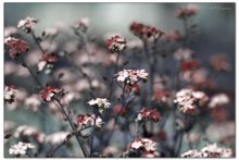 scarlet... / ***
