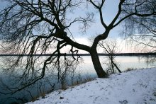 Von dem Baum des Lebens / ______________________*