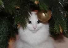 The Snow Maiden / ***