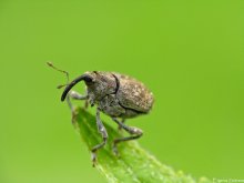 Weevil / ***