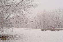 Winter Cherry / ***