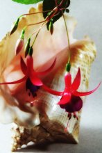 Still Life with Shell. / ***