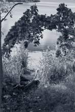 Under the wing of maple / ***