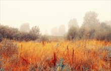 Nebel / ***