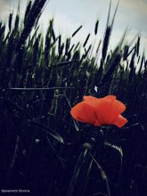 Mohn / ***
