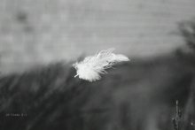 Eine kleine Feder. / ***