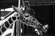 Giraffes. Bouquet for Valentine / ***