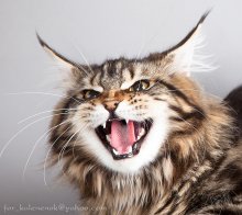 Angry. / ***