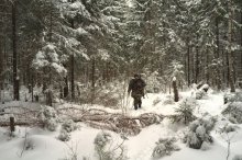 A lone "wolf" / ****************