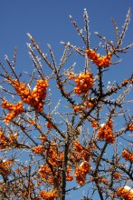 Seabuckthorn. / ***