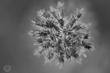 Just Winter / ***
