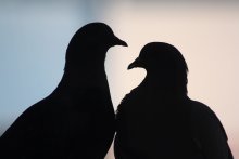 Doves tenderness / ***