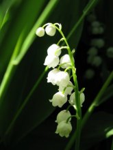 Delicate Flower / Canon G9