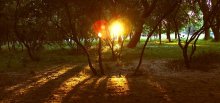 Early Morning / ***
