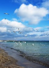 Beach native of Odessa / ***