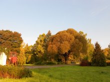 Sunny morning fall / ***