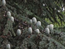 high on the tree / ***