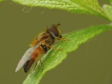 Fly - zhurchalka Leucozona Glaucia / ***